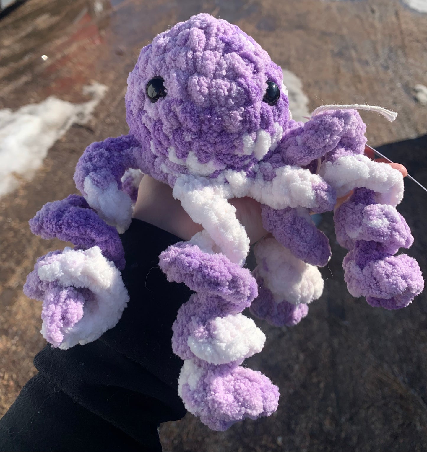 Mystery leggy octopus